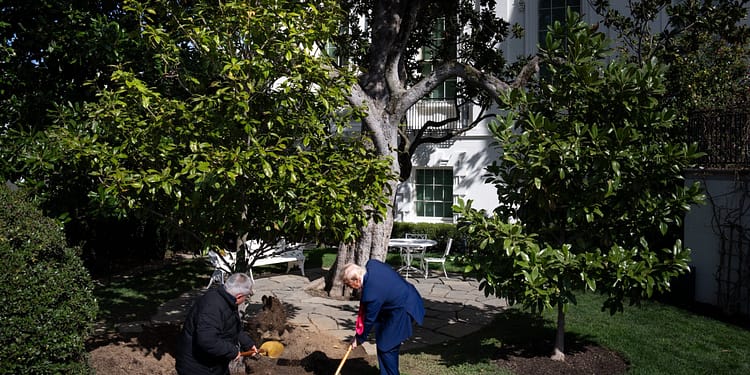 VIDEO „Înarmat” cu o lopată din aur, Trump a plantat o „MAGAnolia” în grădinile Casei Albe
