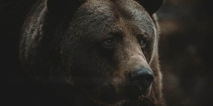 Slovacia împușcă 350 de urși după ce un bărbat a fost ucis, în timp ce se plimba: Nu putem trăi într-o țară în care oamenii devin hrană pentru urși