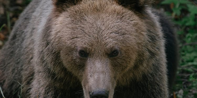 Un bărbat a fost atacat de urs pe o stradă din Predeal
