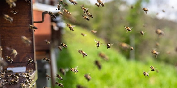 Victorie pentru albine: Justiția interzice folosirea pesticidelor controversate în agricultură