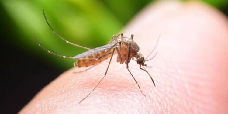 Boli tropicale extrem de grave, transmise de ţânţari, sunt pe cale să devină endemice în Europa. Peste 300 de cazuri în 2024