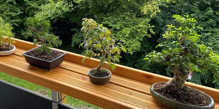 Patru Dacii Spring, grav avariate de o creangă de bonsai căzută peste ele