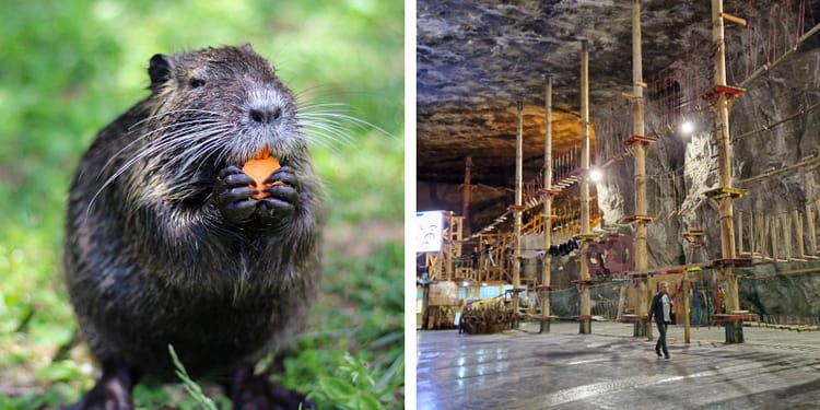 Am salvat castorii, am pierdut salina Praid. Când legile pentru animale ignoră oamenii, pierdem toți!