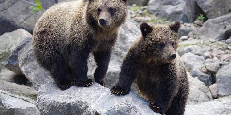Instinct matern. O ursoaică îşi obligă puii să poarte blană deşi sunt 35 de grade afară