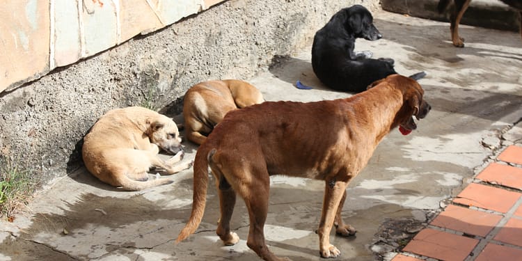 Dincolo de mitul hingherului. Ce înseamnă cu adevărat sterilizarea câinilor fără stăpân /video