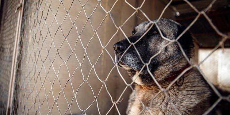 Tânăr de 21 de ani, cu răni grave după ce a fost atacat în Munții Făgăraș de câini din rasa Kangal