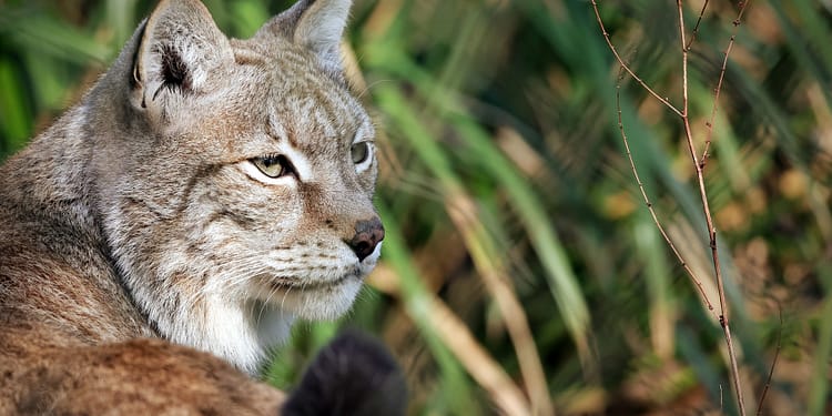 Apel neobișnuit: O grădină zoologică cere „donarea” animalelor de companie nedorite, pentru hrănirea prădătorilor