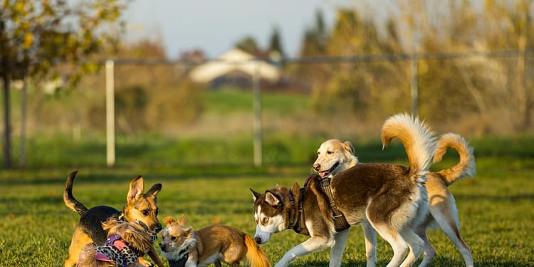 Avertisment pentru stăpânii de câini: aceste rase iubite riscă probleme grave de sănătate. Explicațiile unui medic veterinar