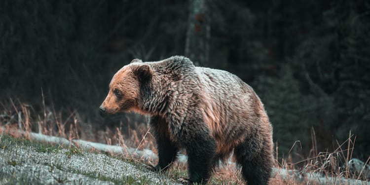 Bărbat atacat de urs în timp ce lucra pe câmp