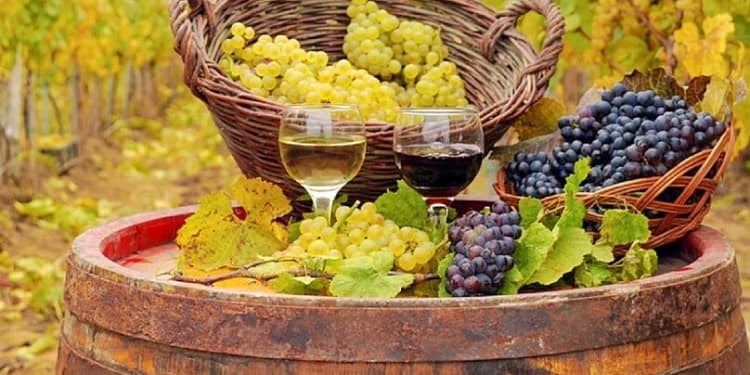 Podgoriile unde strugurii se strâng noaptea. Momentul în care se culege recolta influențează gustul vinului