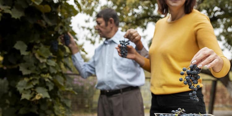 Strugurii, superalimentul românesc al toamnei. Beneficiile spectaculoase asupra sănătății