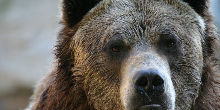 Mesaj RO-Alert după ce a fost semnalată prezența unui urs în curtea unei școli din Alba