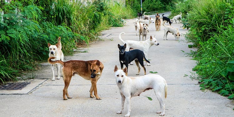 Atacul unei haite de câini, principala ipoteză în cazul morții unei femei din Vaslui