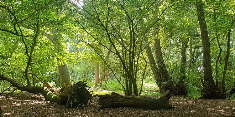 Animalul care reapare în Europa după 400 de ani de absență: surprins în timp ce își construia adăpostul și strângea provizii pentru iarnă