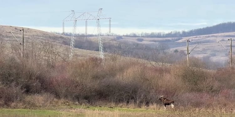 Un animal misterios dispărut din România, surprins în pădurile județului Hunedoara. Ce spun specialiștii despre descoperirea neașteptată